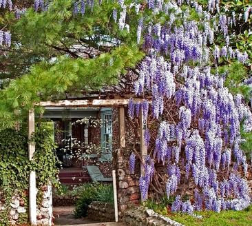 Blauregen Wisteria floribunda Japanischer Blauregen 5 Samen