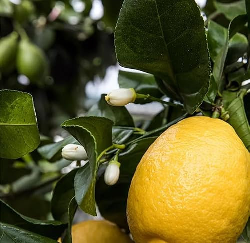 Zitronenbaum 'Zagara Bianca' – Citrus x limon, 100–140 cm – duftende weiße Blüten, essbare Zitronen, winterhart im Kübel, mediterrane Topfpflanze für Balkon & Terrasse