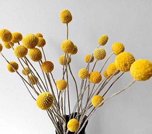 DongArts 30 Stängel/Packung getrocknete echte natürliche Craspedia-Blumen, Billy-Button-Kugeln 45 cm hoch für Heim-Hochzeitsdekoration