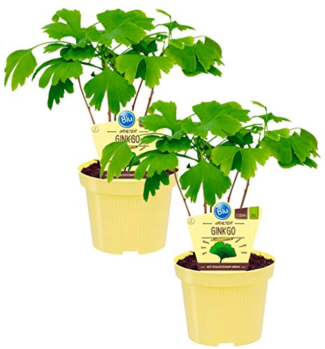 Bio Ginkgo, (Ginkgo biloba), bekannte Heilpflanze die als Tee zubereitet die Konzentration steigert, Pflanzen aus nachhaltigem Anbau