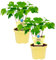 Bio Ginkgo, (Ginkgo biloba), bekannte Heilpflanze die als Tee zubereitet die Konzentration steigert, Pflanzen aus nachhaltigem Anbau