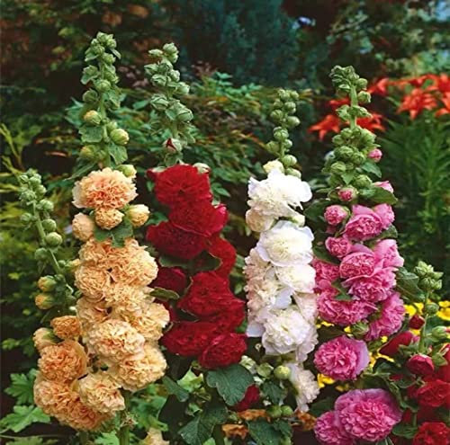 NO-GMO 90 Semi, Double Hollyhock Mix Alcea Flower Seeds Multiannual Heirloom Seeds