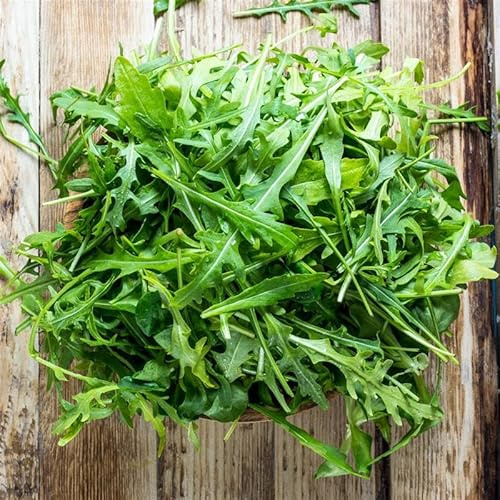 Rocket Arugula Seed 5 Lb ~1,136,000 – Heirloom, Non-GMO, 40–50 Days to Maturity, Slow Bolting, Spicy Flavor, Easy to Grow, Microgreens or Garden Use, Eruca vesicaria SSP. Sativa