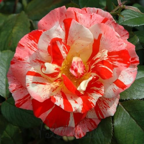 Peter Beales Roses UK Hanky Panky Bush Rose, Orange Semi-Double Blooms, 75-90cm Height