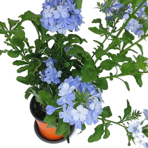 Plumbago Natural Planta Arbustiva para Jardines o Terrazas
