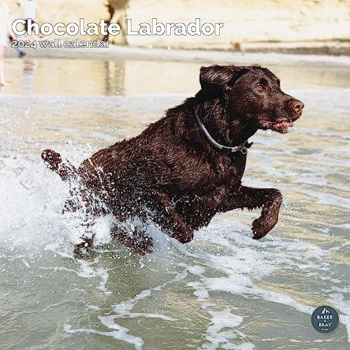 Chocolate Labrador Retriever Kalender 2024 | quadratischer Wandkalender | 16 Monate | Baker and Bray