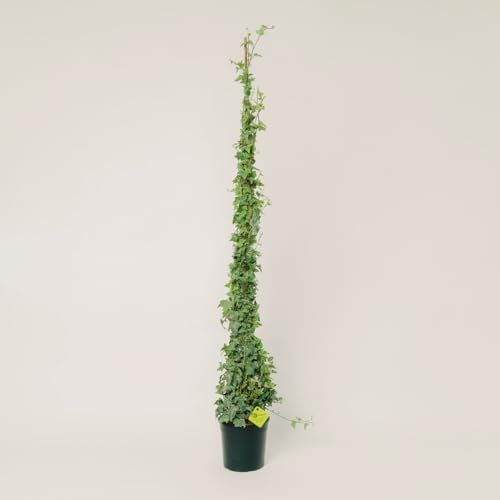 Plantì Hedera Helix Elegantissima | Edera Rampicante da Esterno in Vaso 19 cm, Altezza 150 cm | Piante da Giardino, Rampicanti per Muro, Concimazione 6 Mesi con Plantì