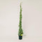 Plantì Hedera Helix Elegantissima | Edera Rampicante da Esterno in Vaso 19 cm, Altezza 150 cm | Piante da Giardino, Rampicanti per Muro, Concimazione 6 Mesi con Plantì