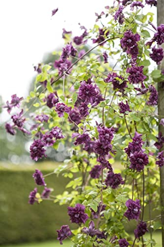 Clematis viticella 'Purpurea Plena Elegans' 40-60 cm - Waldrebe, gefüllte purpurrote Blüten, Blütezeit Juni-September, ideal für Rankgerüste, pflegeleicht und winterhart