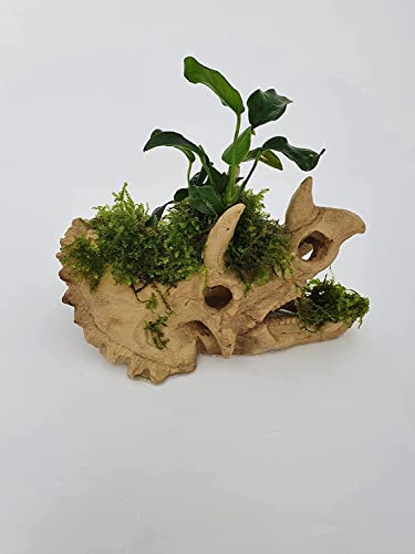 Sahawa Garnelenbäumchen Polyresin Kunstharz Deko bepflanzt mit echten Wasserpflanzen von Tropica Anubia,Moos und Farn Aquarium Deko (Nashorn klein)