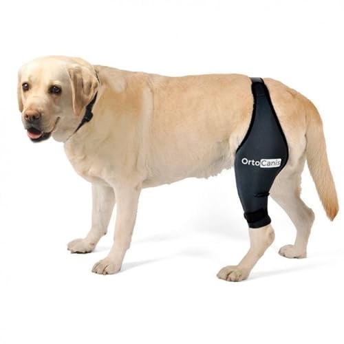 Ortocanis - Kniebandage Hund Hinterbein für das rechte Bein - Hergestellt aus Neopren ARD - Bei Kreuzbandriss, Bänderverletzungen, Patellaluxation oder Osteoarthritis - Größe Medium (11,5-12,2)