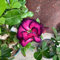 Rosa Del Desierto Planta Natural - Suculentas Naturales Raras : Cultiva Tu Propia Planta Natural En Casa, Rosa Del Desierto Planta Viva, Bonsais Naturales Interior - 10 Piezas
