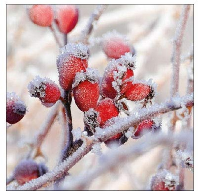 Ambiente Cocktail - Servietten 25 x 25 cm Frozen Rosehip