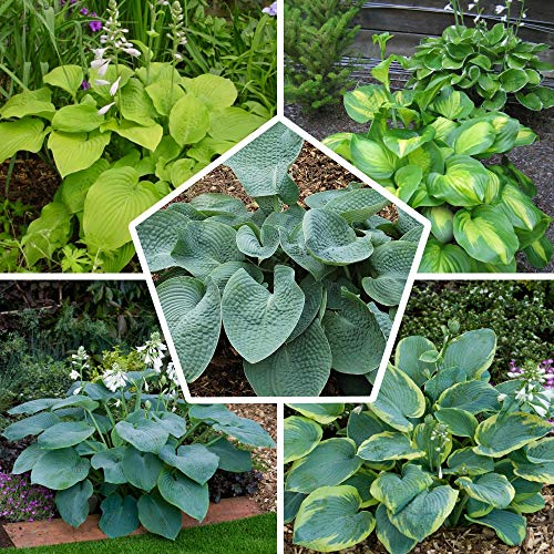 Colección de plantas perennes de presupuesto, mezcla de Hostas de 5 híbridos en 5 variedades, grandes plantas perennes de raíces desnudas de Funkia resistentes al invierno de Holanda).