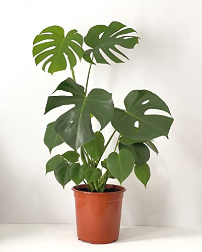 Monstera Delicosia - Swiss Cheese Plant 60 Approx