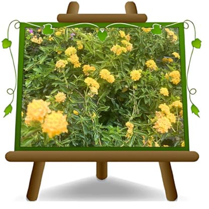 EURO PLANTS VIVAI Lantana Sellowiana Colore Giallo Portamento Ricadente Vaso 14 cm.