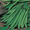GIANT CEDAR - 60 Samen - Thuja plicata - Bonsai Western Red Cedar Baum