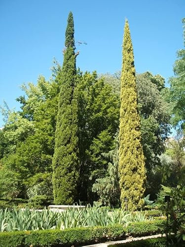 60 graines de Cyprès Commun - Cupressus Sempervirens