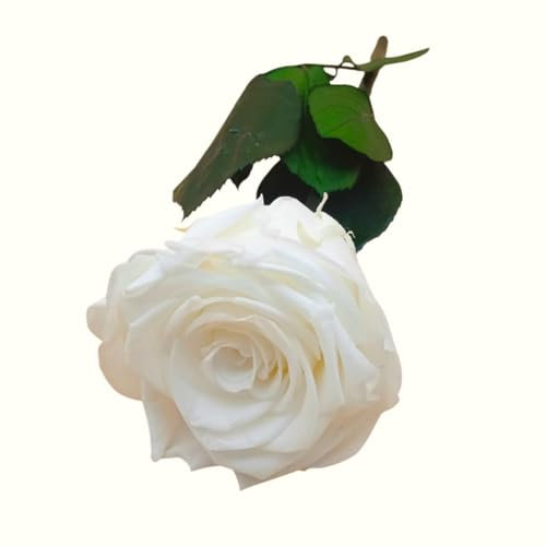 ROSA ETERNA BIANCA naturale conservata. Fiore conservato Bianco eterno. Compleanno, regalo originale. Rosa bianca conservata Made in Spagna.