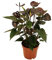 Exotenherz - Anthurium andreanum Black Karma - mit schwarzer Blüte im 12cm Topf
