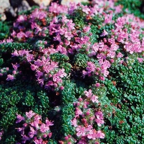 6x Wolliger Thymian - Thymus praecox ‘Pseudolanuginosus’ - Topf 9x9cm