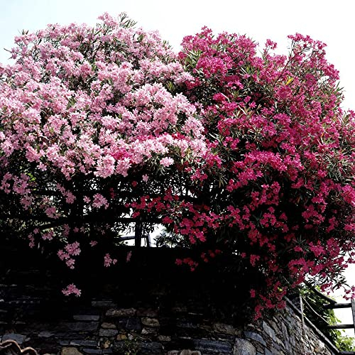 5 Stück oleander baum winterhart samen - Seltene Pflanzen serie - mix winterharte stauden mehrjährig hochbeet für balkon bäume garten historisches saatgut gartenblumen
