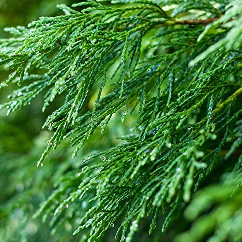 Green Leylandii Fast Growing Evergreen Conifer Hedging Garden Plants in Pots (1-2ft, 5 Plants)