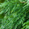 Green Leylandii Fast Growing Evergreen Conifer Hedging Garden Plants in Pots (1-2ft, 5 Plants)