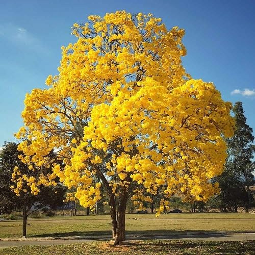 Semillas de árbol flamboyán 30 piezas amarillas
