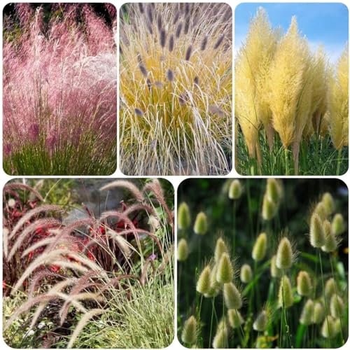 400 pcs ziergräser winterhart mehrjährig ziergras samen - ausgefallene geschenke Miscanthus sinensis,Seltene Pflanzen serie, winterfeste pflanzen für kübel gewächshaus balkon balkonpflanzen