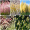 400 pcs ziergräser winterhart mehrjährig ziergras samen - ausgefallene geschenke Miscanthus sinensis,Seltene Pflanzen serie, winterfeste pflanzen für kübel gewächshaus balkon balkonpflanzen