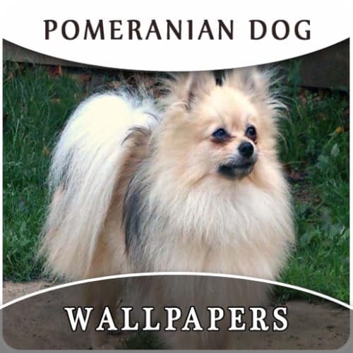 Pomeranian Dog Wallpapers And Background