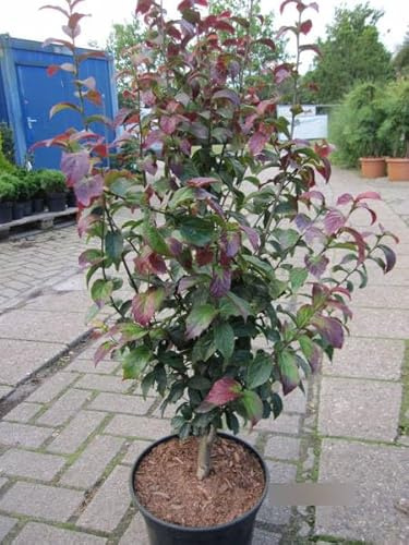 Parrotia persica Persian Spire - Säulenförmiger Eisenholzbaum