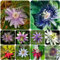 400 pcs glockenblume samen winterhart, pflanzensamen saatgut alte sorten Campanula, ausgefallene geschenke garten pflanzen blumendeko gartensamen saat kübelpflanzen zimmerpflanzen winterharte