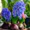 Hyazinthen zwiebeln winterhart,Hyazinthen knollen kaufen,duftend, einfach zu züchten, Blumenzwiebeln, Grünpflanzen, Garten, große Blumen-4zwiebeln-J