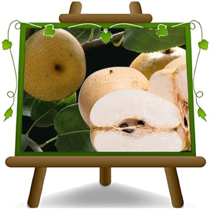 EURO PLANTS VIVAI Nashi Hosui - Pianta da Frutto Antico su Vaso da 26 cm. - Altezza: 180~200 cm. - Età 4 anni