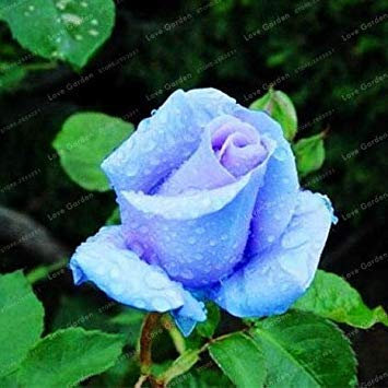 . Rare Blue Rose Fiori pianta perenne pianta fiorisce Bella pianta Piante domestiche di DIY Giardino Fiorito 50 Pz: 10