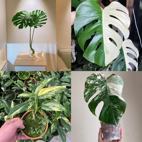 300 pz Semi di Monstera Variegata Piante da interno, piante resistenti all'inverno per balconi pz Semi di Monstera Deliciosa Semi biologici, piante in vaso estremamente resistenti Decorazione