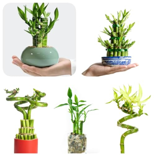 150 pcs GlüCksbambus Bonsai Samen - Lucky Bamboo - saatgut, balkongewächshäuser Glücksbambus Pflanze Echt Samen, pflanzen für sehr dunkle räume pflanzensamen, pflanzen garten garten