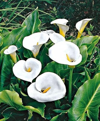 Calla Lily Bulbs Garden Crop for Planting Now UK Strong Plants That Grow Well Mix Golden Jade Carving Feels Beautiful Now Mixed