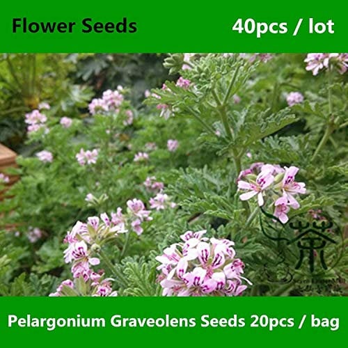 Shopmeeko ^^ Mehrjährige Kräuter Pelargonium Graveolens ^^^^ 40pcs, Rose Geranium Qu Weng Cao ^^^^, sehr beliebt nach Rose duftender Pelargonium ^^^^