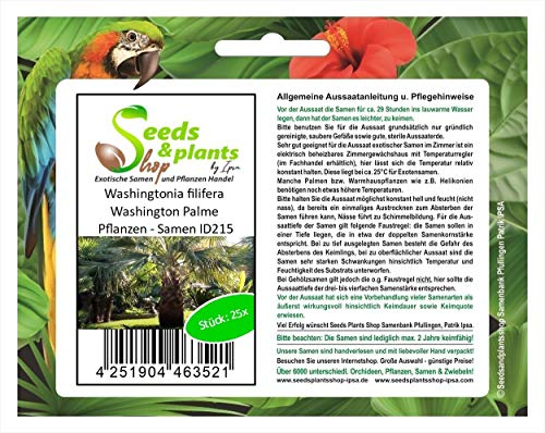 Pezzi - 25x Washingtonia Filifera Washington Palma Piante - Seme ID215 - Seeds & Plants Shop by Ipsa