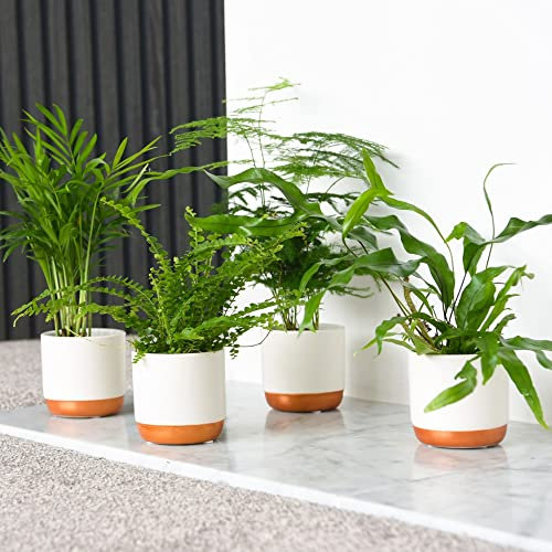Green Houseplant Starter Mix Collection Tender Perennial Easy to Grow Indoor Calming Tropical Foliage House Plants Varying Leaf Shapes & Colours 6X 6cm Potted Plants by Thompson and Morgan (6)