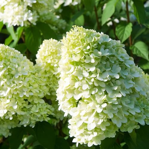 Hortensien Winterhart Paniculata Limelight (3 Pflanzen) - Hydrangea pflanzen aus Holland - Echte Garten Hortensie (kein Samen, kein Kunstblumen und nicht künstlich) - Mehrjährig Balkonpflanzen
