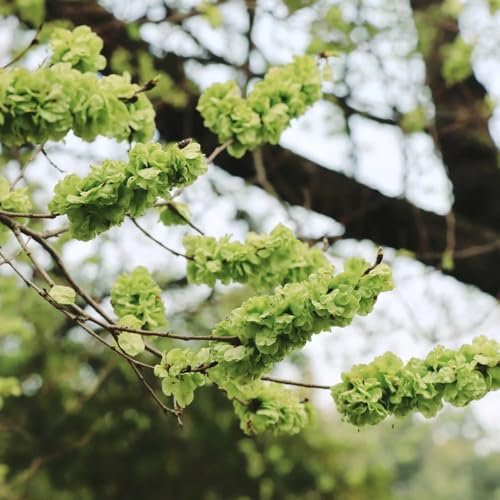 bonsai samen ulme baumsamen ulme baum zimmerbonsai bonsai pflanzen balkon, deko wohnzimmer immergrüne pflanzen winterhart bio samen alte sorten winterharte pflanzen für den garten 60pcs