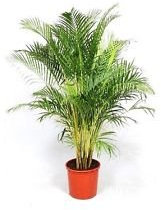 Dypsis Lutescens, areca palmas de caña de oro las semillas de plantas ornamentales 50 semillas