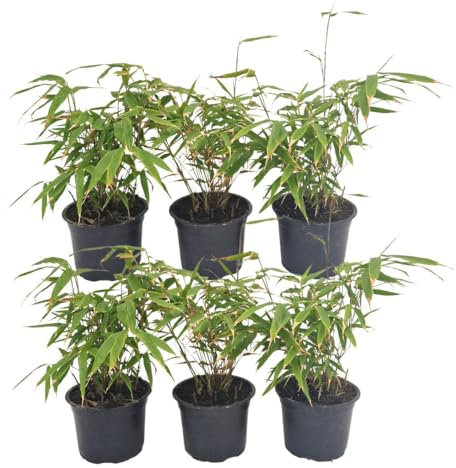 Fargesia Rufa lot de 24 bambou - Ø13 cm - 25 cm - plante d'extérieur