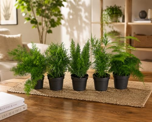 Zierspargel Asparagus Gemischt – 5 Stück, ca. 35 cm – Pflegeleichte Zimmerpflanze, ideal für Innenräume, Luftreinigend & Dekorativ