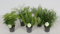 Zierspargel Asparagus Gemischt – 5 Stück, ca. 35 cm – Pflegeleichte Zimmerpflanze, ideal für Innenräume, Luftreinigend & Dekorativ