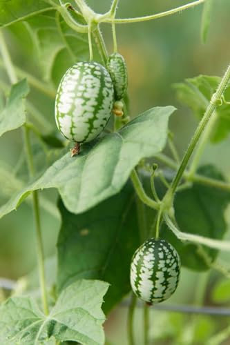 Samen Mexikanische Mini Gurke (Melothria Scabra), Snack Gurke, Gurkenmelone, Zaunrübe, Cucamelon, frisches Saatgut, Gemüse, essbare gesunde Gürkchen, Exot für Garten und Balkon (10)